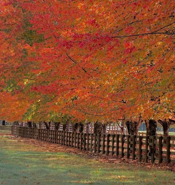 Gulin, Sylvia 아티스트의 USA-Washington State-North Bend fence and tree lined driveway in fall colors작품입니다.